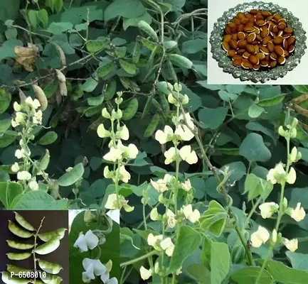 F1 Hybrid Papdi Broad Beans -Pack Of 30 Seeds