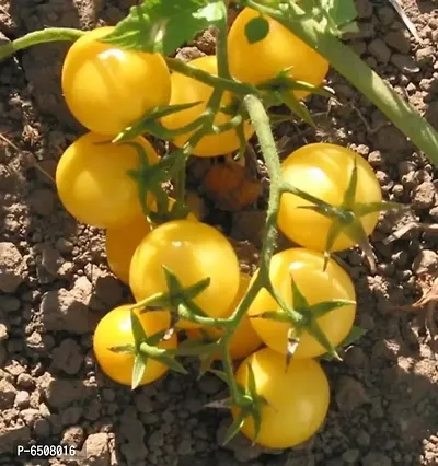 F1 Yellow Cherry Tomatoes - Pack Of 50 Seeds