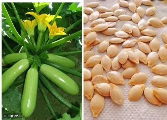 Zucchini Light Green Seeds -Pack Of 10 Seeds-thumb0