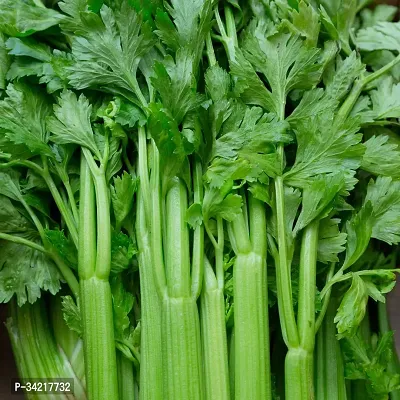 Celery (Ajmoda) Winter Vegetable Seeds Pack Of 100-thumb0