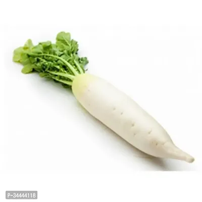 Organic White Radish (Mooli) Winter Vegetable Seeds Pack Of  500