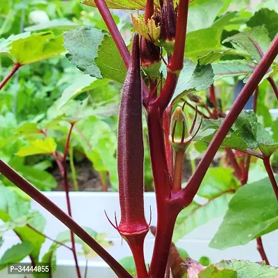 Organic Red Bhindi, Okra, Ladyfinger Winter Vegetable Seeds Pack Of  30-thumb2