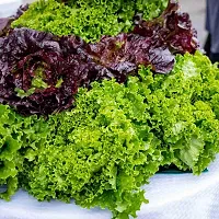 Organic Green Lettuce Winter Vegetable Seeds Pack Of  100-thumb1