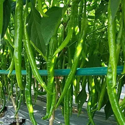 Long Chilli Winter Vegetable Seeds Pack Of 50-thumb2