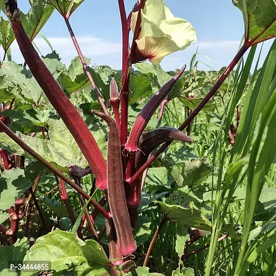 Organic Red Bhindi, Okra, Ladyfinger Winter Vegetable Seeds Pack Of  30