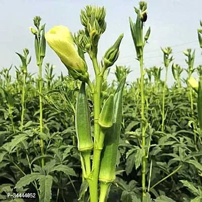 Organic Bhindi, Okra, Ladyfinger Winter Vegetable Seeds Pack Of  50