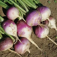 Organic Turnip (Shalagam) Winter Vegetable Seeds Pack Of  60-thumb1