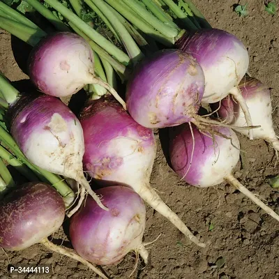 Organic Turnip (Shalagam) Winter Vegetable Seeds Pack Of  60-thumb2