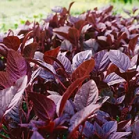 Organic Amaranthus Red (Cholai Saag) Winter Vegetable Seeds Pack Of  500-thumb1