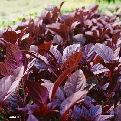 Organic Amaranthus Red (Cholai Saag) Winter Vegetable Seeds Pack Of  500-thumb2