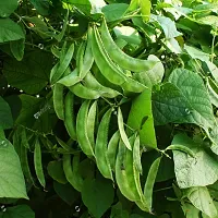 Organic Flat Beans (Papdi) Winter Vegetable Seeds Pack Of  30-thumb1