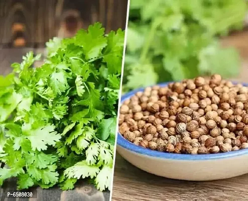 Fancy Vegetables- Coriander-thumb3