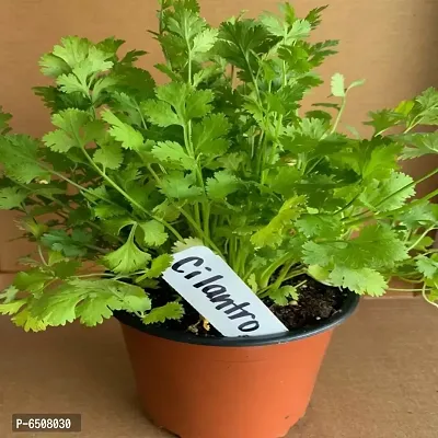 Fancy Vegetables- Coriander-thumb2