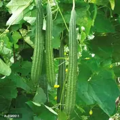 Ridge Gourd (Toree) Jaipur Long - Desi Vegetable 20 Seeds-thumb0