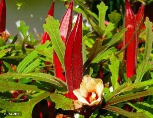 Red Okra Bhindi vegetable - 30 Seeds-thumb0