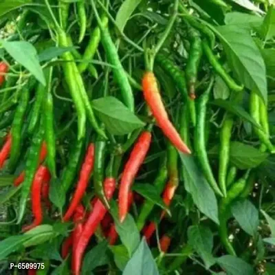 Hybrid Green Chilli Seeds | Pack of 50 Seeds-thumb0