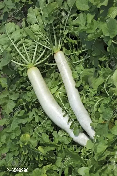 Long Radish White F1 Great White - Vegetable 500 Seeds-thumb0