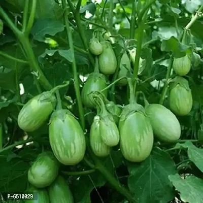 Brinjal Seeds Green Baingan Bataun F1 Hybrid 50 Seeds Vegetables-thumb0