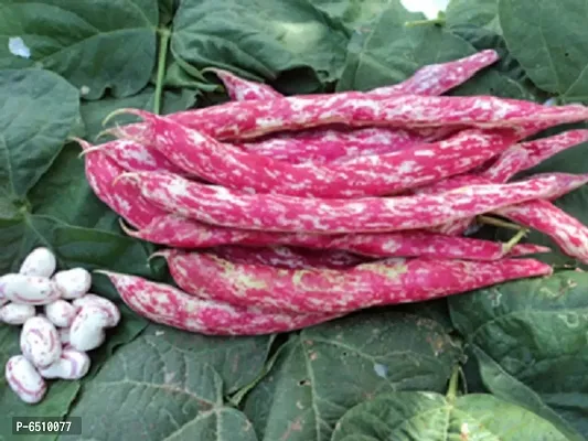 Red Beans sutra vegetable pack of 15 seeds-thumb0