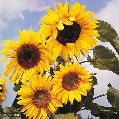 SUNFLOWER SEEDS Pack Of 30 Seeds-thumb0