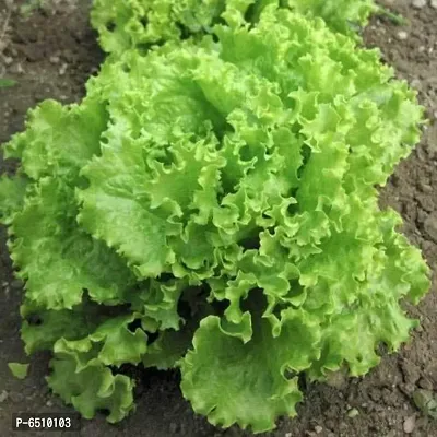 Lettuce Green (Salad Patta) Vegetables Seeds - Pack of 100 Seeds-thumb0