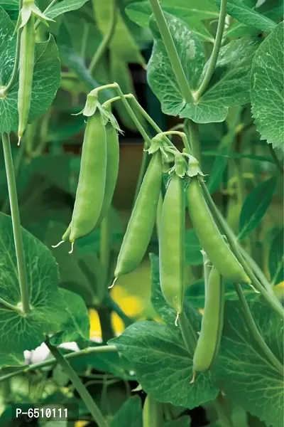 Green Peas SEEDS pack of 30 seeds-thumb0