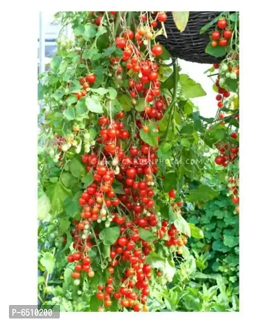 Hybrid Tomato Seeds Cherry Heirloom Tomatoes | Pack of 50-thumb0