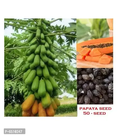 Dwarf Papaya F1 Hybrid Fruit Seeds 50 Seeds-thumb0