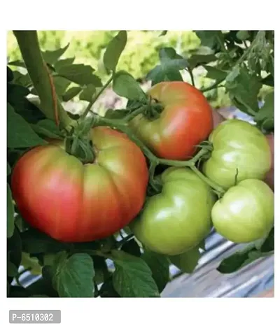 F1 Hybrid Tomato Seeds , high yielding variety, For All Season pack of 250 seeds-thumb0