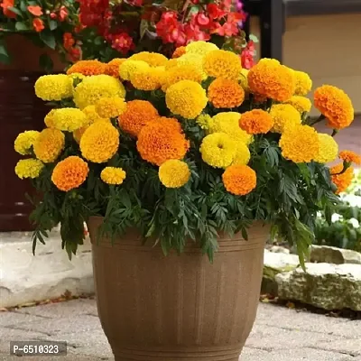 Mix marigold pack of 50 seeds-thumb0