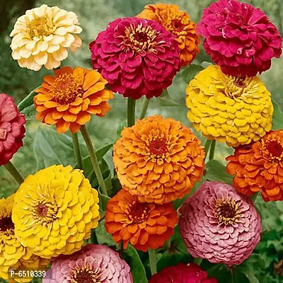 Dhalia Decorative Mix Seeds-pack of 20 seeds