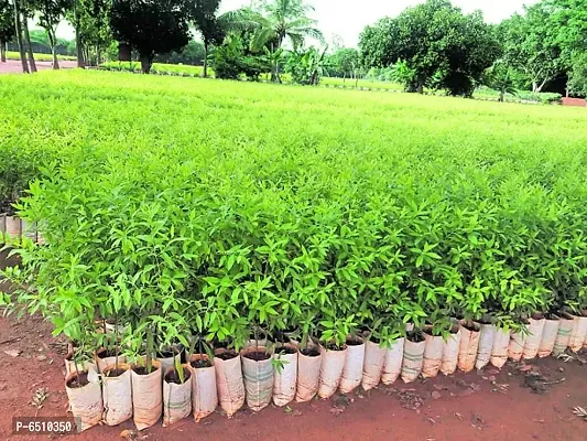 White Sandalwood Tree Seeds,White Sandal Wood Seed, Safed Chandan, SriGanda, Srigandam Plant Seed (Pack Of 10 Seeds)-thumb0