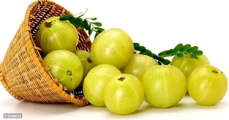 Amla Fruit Seeds Pack Of 30-thumb4