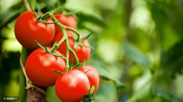 Tomato Round - Desi Vegetable - 50 Seeds-thumb0