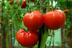Tomato Round - Desi Vegetable - 50 Seeds-thumb2