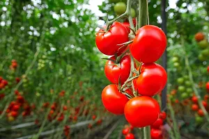 Tomato Round - Desi Vegetable - 50 Seeds-thumb4