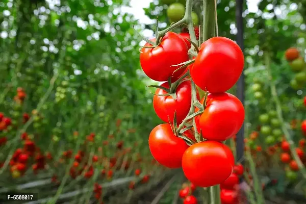 Tomato Round - Desi Vegetable - 50 Seeds-thumb5