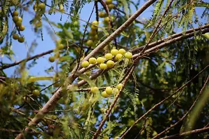 Amla , Indian Gooseberry , Amalaka, Phyllanthus Emblica,Nilli, Aonla Seeds - Pack Of 20-thumb1