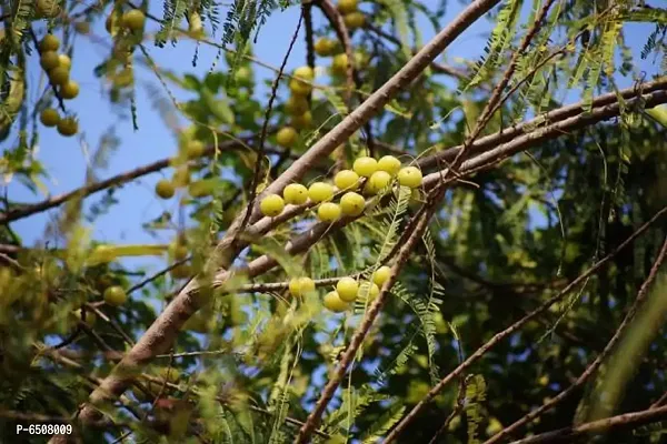 Amla , Indian Gooseberry , Amalaka, Phyllanthus Emblica,Nilli, Aonla Seeds - Pack Of 20-thumb2