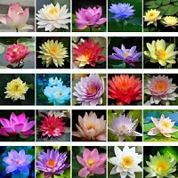 Lotus Flower Seeds Pack Of 15 Seeds-thumb3