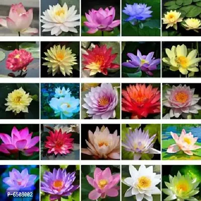 Lotus Flower Seeds Pack Of 15 Seeds-thumb4