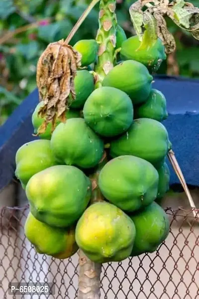 Papaya Papita Fruits Seeds -Pack Of 50 Seeds-thumb0