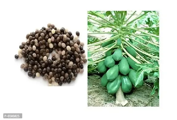 Papaya Papita Fruits Seeds -Pack Of 50 Seeds-thumb5