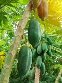 Papaya Papita Fruits Seeds -Pack Of 50 Seeds-thumb2