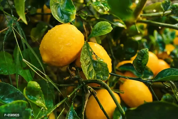 Lemon Fruit Seeds - Pack Of 10 Seeds