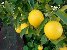 Lemon Fruit Seeds - Pack Of 10 Seeds-thumb3