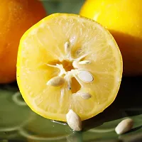 Lemon Fruit Seeds - Pack Of 10 Seeds-thumb4