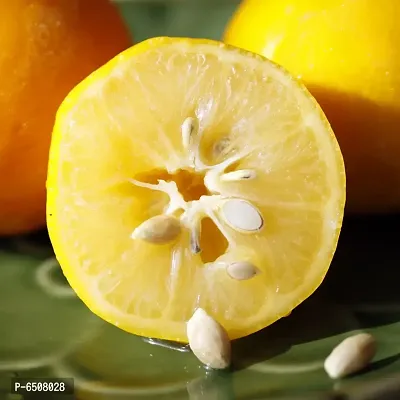 Lemon Fruit Seeds - Pack Of 10 Seeds-thumb5