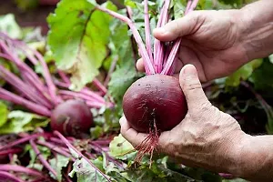 Red Beetroot Seed, Beetroot Seeds, Chukandar Seeds - Pack Of 50 Seeds-thumb3