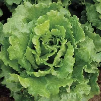 Lettuce Green Salad Patta Vegetables Seeds - Pack Of 100 Seeds-thumb1